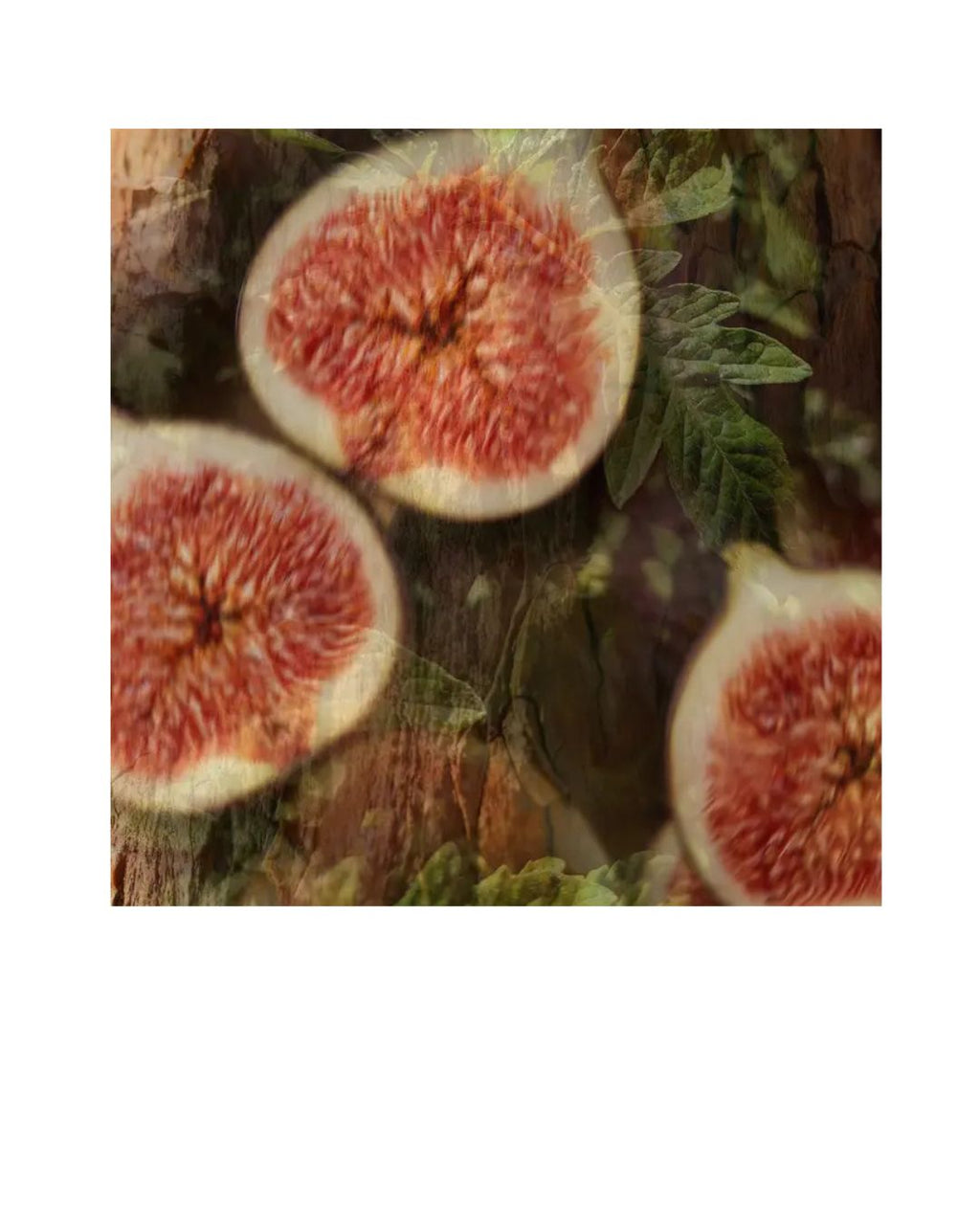 Fico Aromatizzato - Dr.Vranjes