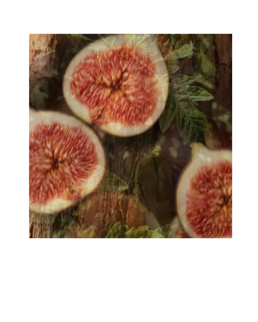 Fico Aromatizzato - Dr.Vranjes